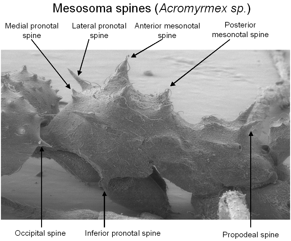 Fig037_mesosoma spines